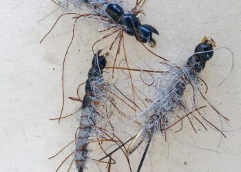 Dobson/Creeper/Toebiter Fly Imitation – Trout Food