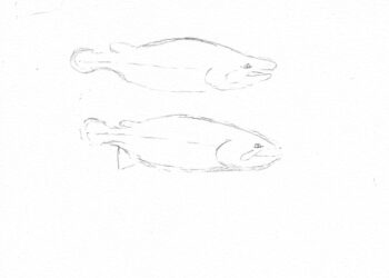 Stage one, get an outline of the male and female Chinook salmon.