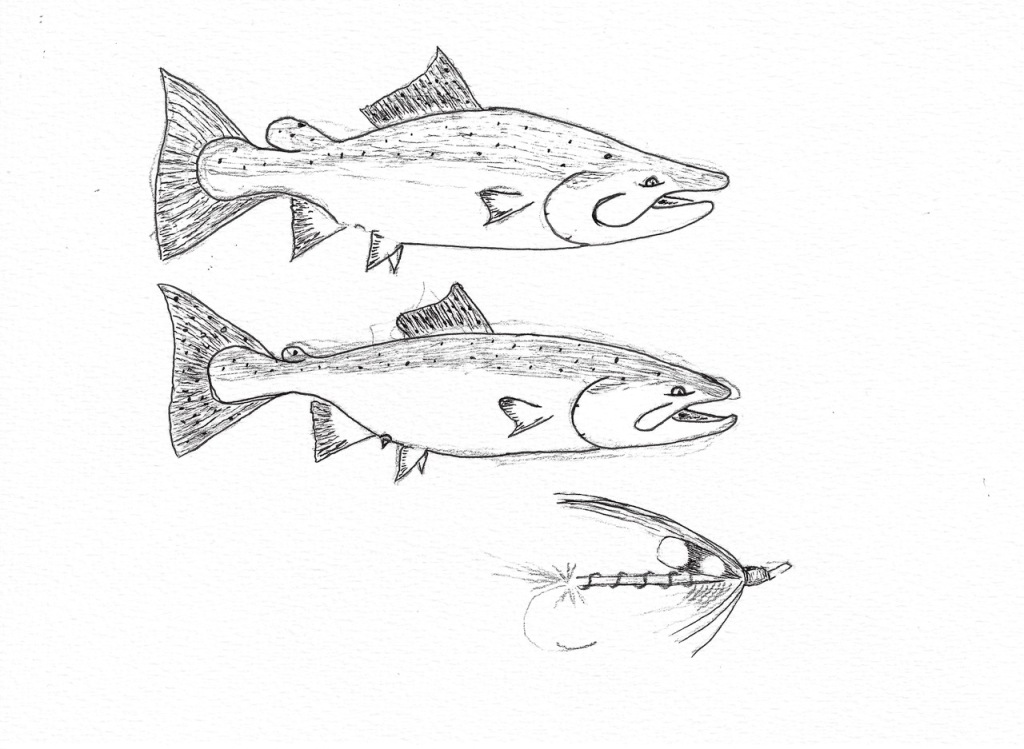 Chinook buck and hen sketch example: getting close.