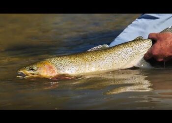 ORVIS – Tightline Nymphing For Beginners