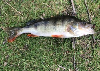 Perch On The Fly In Lake Dunstan