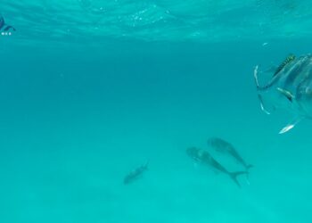 FLYFISHMEX 2021 – Moldy Chum