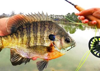 Fly Fishing for BIG BLUEGILL! (Panfish on the Fly Rod)