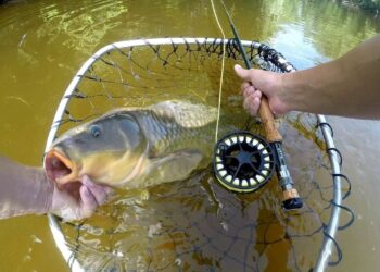 Found the Honey Hole!! Sight Fishing Carp on the Fly