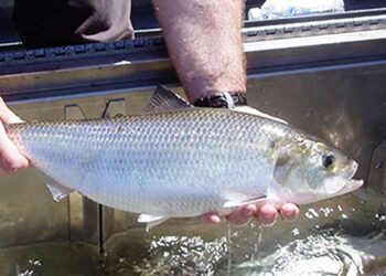 American Shad Return After 300 Years