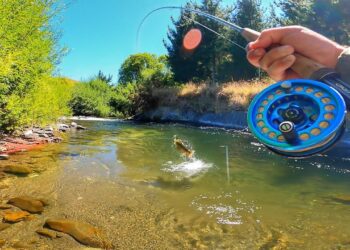 Fly Fishing Ultra Clear water Creek for Lots of Big Trout