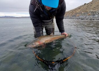 cutthroat trout