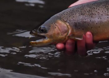 ORVIS – Advanced Nymphing Tactics – When Indicators Work