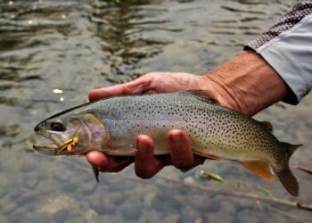 Summer Workshop for Fishing Writers