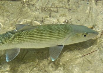 bonefish, fly fishing, Bahamas
