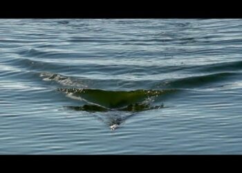 EPIC TOPWATER ACTION – Moldy Chum