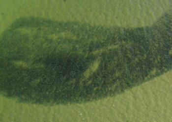 March Madness: Menhaden Edition – Moldy Chum