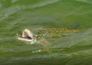 Moment of Thrill 04.06.21 – Orvis News