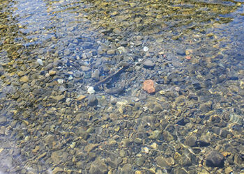 Pacific Lamprey Spawning Apr 14, ODFW Photo