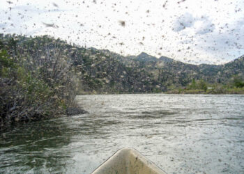 Pro Tips: Mother’s Day Caddis on the Yellowstone
