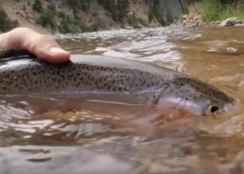 Video: A Guide Reveals His “Dirty Trick” for Catching Trout