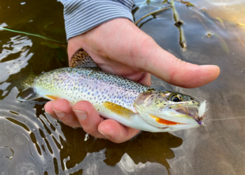 Screen Shot 2021-04-30 at 7.45.02 AM