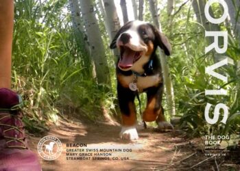 Meet the Latest Orvis Cover Dog Winners!