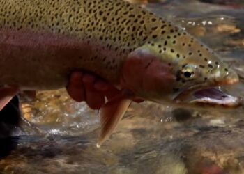 ORVIS – Advanced Nymphing Tactics – Fishing Pocket Water