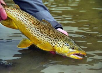 Pro Tips: 10 Secrets for Fishing After a Wet, Cold, Cloudy Change in Weather