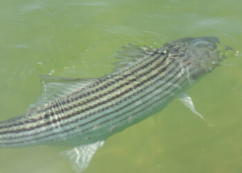 Stakeholder Comments Positively Affect Striped Bass Board Actions
