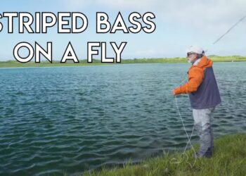 Striped Bass on a Fly