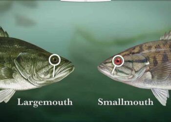 Video: How to Catch Bass on a Fly