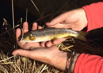 small stream brown trout