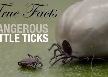 True Facts: Dangerous Little Ticks
