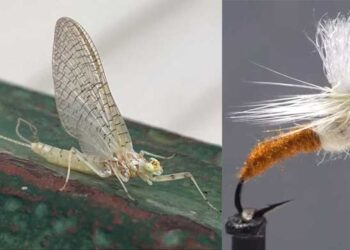 Video: How to Tie a Light Cahill Klinkhåmer