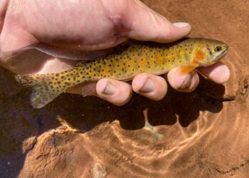 Story & Photos: The Value of  “One and Done”