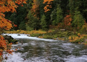 north umpqua fly fishing caddisflyshop.com