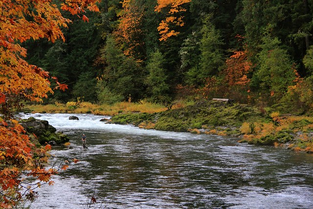 north umpqua fly fishing caddisflyshop.com