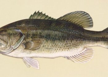 Fish Facts: Largemouth Bass, a.k.a Ol’ Bucketmouth