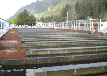 Flawed Rescue? – Moldy Chum