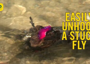 Free A Stuck Fly From The Bottom