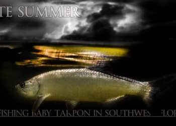 Late Summer Fly Fishing Baby Tarpon