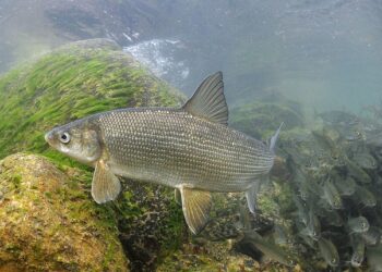 bbc7fc593512276977f30522dd109712