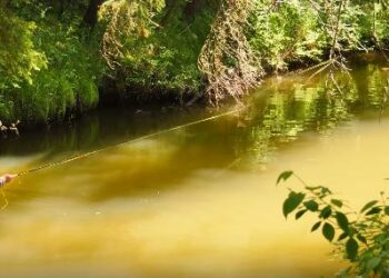 Video: How To Improve Dry-Fly Accuracy on Small Trout Streams, Part 1