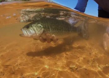 Classic Video: Desert Bass & Bull Bluegills