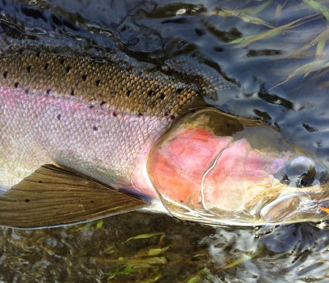 Columbia & Snake River Wild Steelhead In Crisis - Fishing Fly Tackle