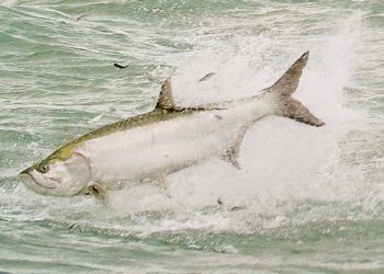 Incredible Footage of the Florida Mullet Migration