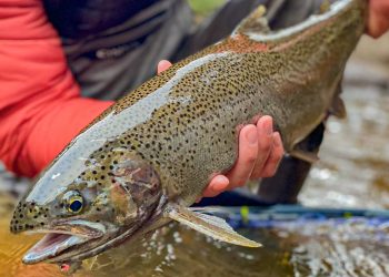 Skeena River Steelhead Returns Abysmal