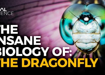 The Insane Biology of: The Dragonfly