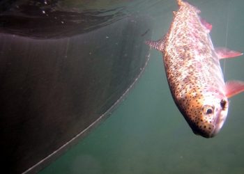 McKenzie River Rainbow Trout