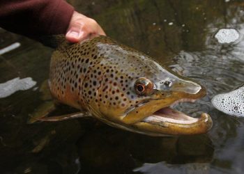 Classic Pro Tips: Tandem Streamer Rigs for Fall Trout