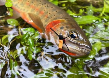 Podcast: The Western Native Trout Challenge, with Daniel Ritz