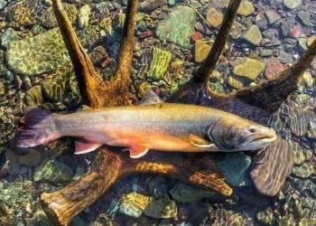 GQtcPXaGuOjSSlo-800x450-noPad