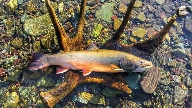 GQtcPXaGuOjSSlo-800x450-noPad