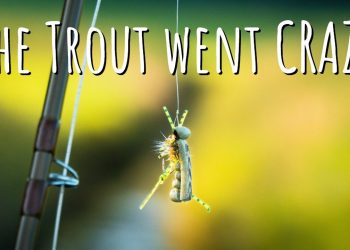 CHASING BROWN TROUT with HOPPERS